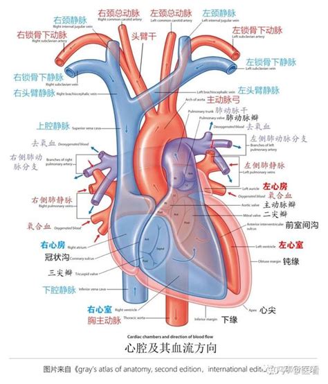 胸部位置|超清图：胸部解剖详细篇！